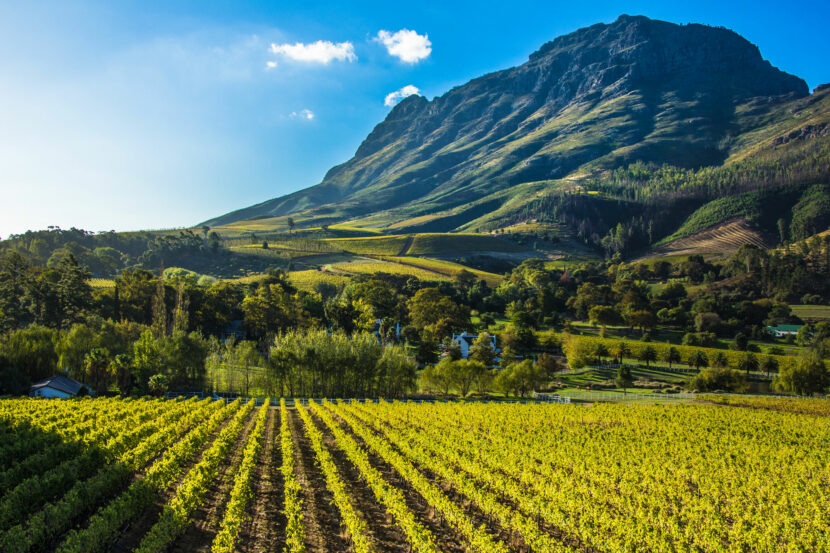 South African Vineyard Landscape